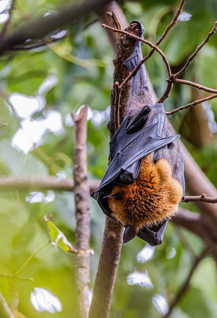 Premium Photo | Bats are resting on tree