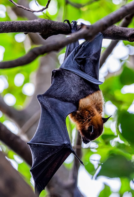 Premium Photo | Bats are resting on tree