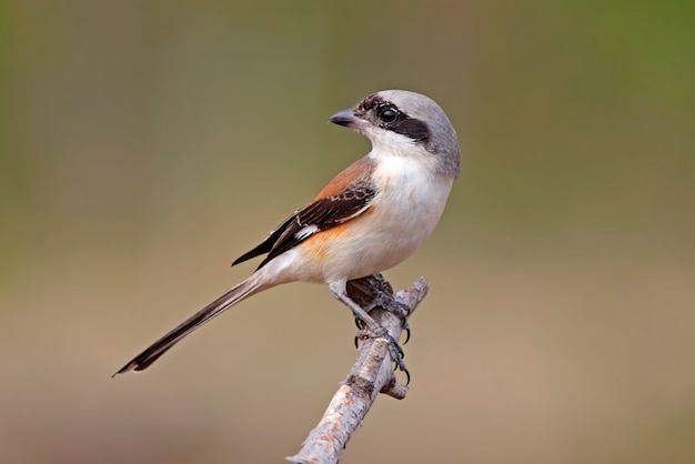 Premium Photo | Bay-backed shrike lanius vittatus beautiful birds of ...