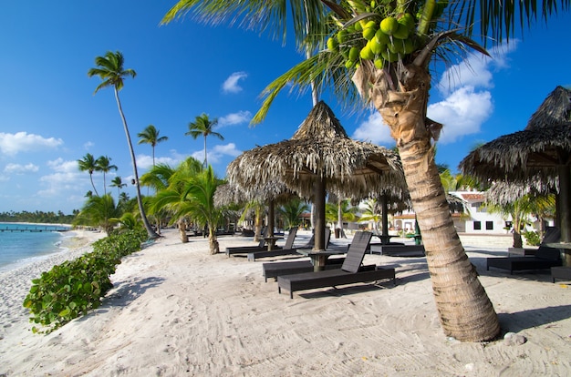 Premium Photo | Beach chairs under a palm tree