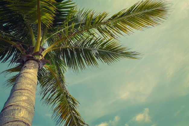 Free Photo | Beach palm tree from below