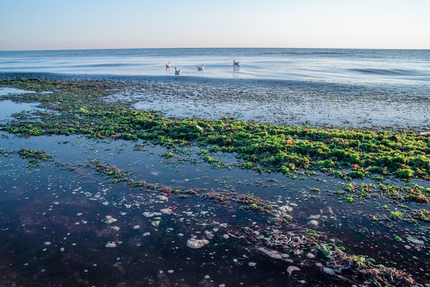 Premium Photo | Beach in seaweed