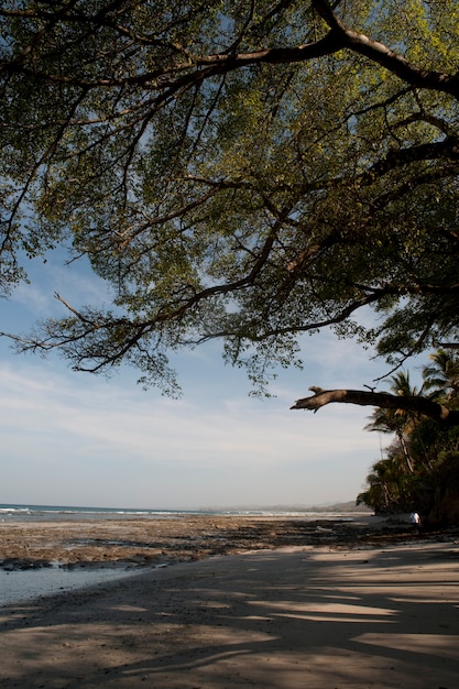Premium Photo | Beach and treeline costa rica