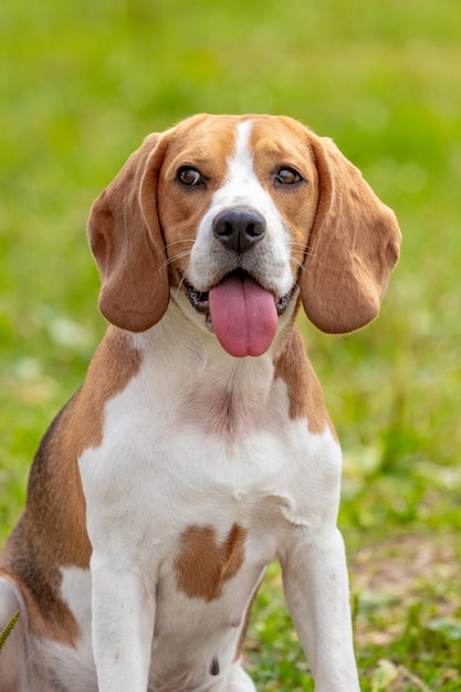 Premium Photo | Beagle dog or estonian hound close up on a background ...