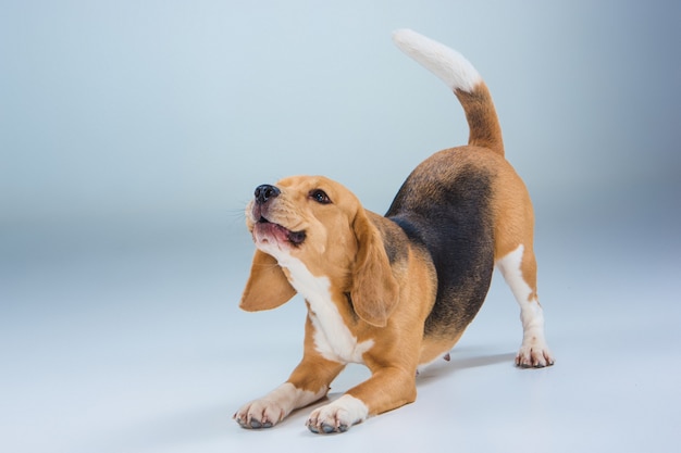 The beagle dog on gray background Free Photo
