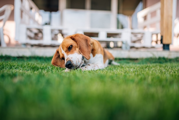 Premium Photo | Beagle dog laying outdors playing with the bones.