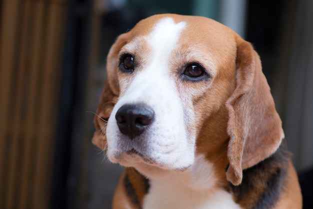 Premium Photo | Beagle dog looked with a doubtful eye