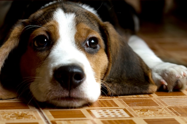 Premium Photo | Beagle (hound) puppy lying on the floor