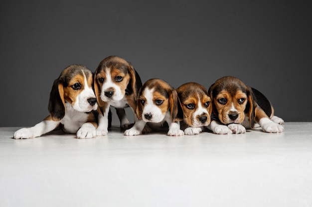 ビーグル犬のトリコロールの子犬がポーズをとっています 灰色の背景で遊ぶかわいい白ブラウン黒の犬やペット 無料の写真