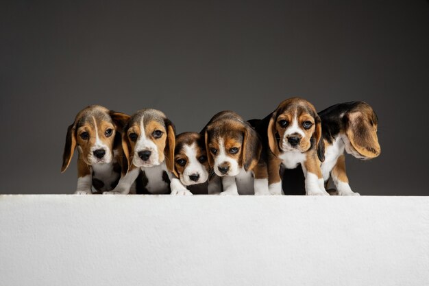 Free Photo Beagle Tricolor Puppies Are Posing Cute White Brown Black Doggies Or Pets Playing On Grey Background Look Attented And Playful