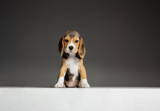 ビーグルトリコロールの子犬がポーズをとっています かわいい白ブラウン黒の犬やペットが灰色の壁で遊んでいます 気配りと遊び心に見えます 動き 動き 行動の概念 ネガティブスペース 無料の写真