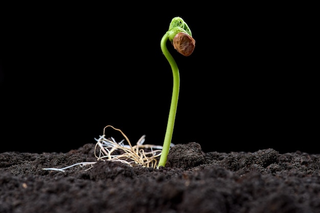 Premium Photo | Bean sprouts. new concept of life. green seedlings ...