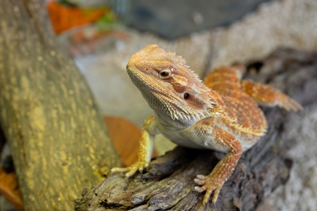 Premium Photo | Bearded dragon on ground with blur background