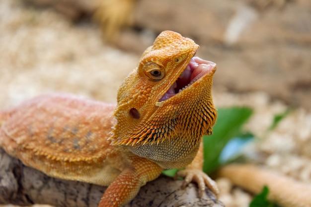 Premium Photo | Bearded dragon (pogona vitticeps) is australian lizard ...