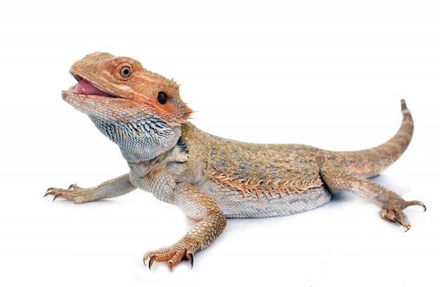 Pogona Vitticeps Vectors, Photos and PSD files | Free Download