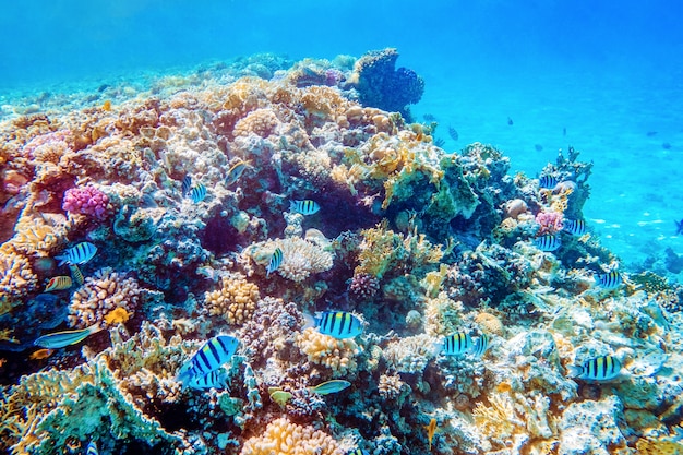 熱帯魚と美しい水中のカラフルなサンゴ礁 プレミアム写真