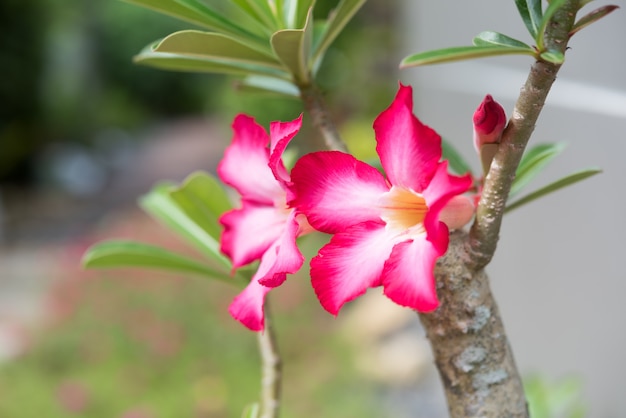 緑豊かな庭園に美しいアデニウムまたは砂漠のバラの花 プレミアム写真