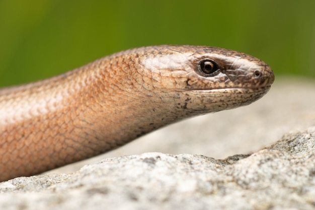 Premium Photo | Beautiful adult slowworm legless lizard on the rock in ...