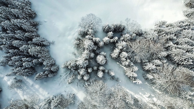 冬の間に雪に覆われた木と森の美しい空撮 無料の写真