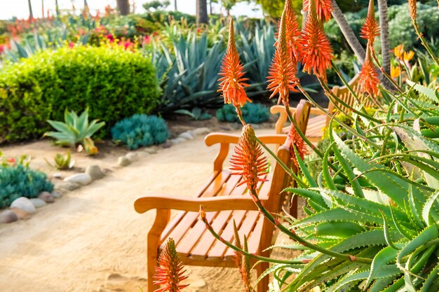 美しいアロエのサンゴの花とカリフォルニアのラグーナビーチ公園の木製ベンチ プレミアム写真