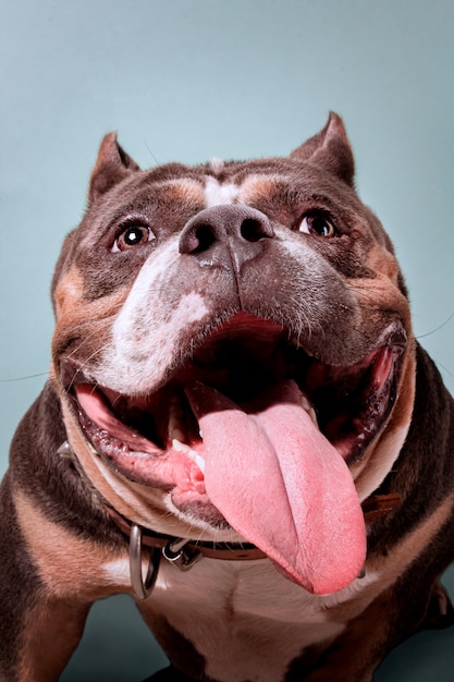 プレミアム写真 笑顔の美しいアメリカいじめ子犬