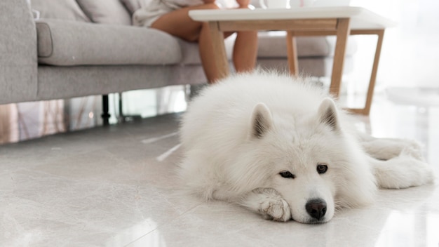 美しくふわふわの白い犬 無料の写真