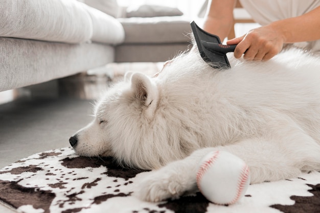 美しくふわふわの白い犬 無料の写真