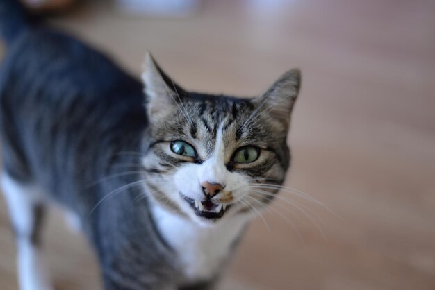 Premium Photo | Beautiful angry ginger cat bares its fangs outdoors