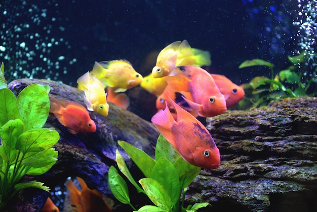 Premium Photo | Beautiful aquarium with blood parrot cichlid