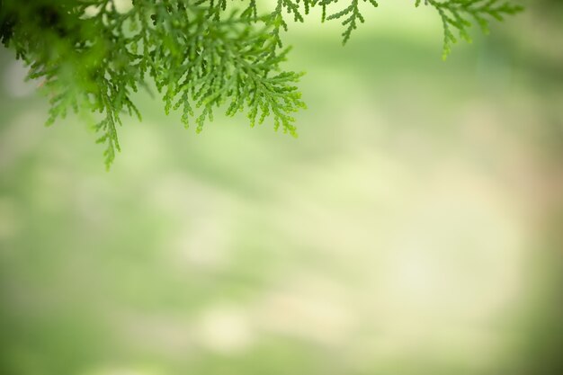 背景として自然の緑の植物の風景 エコロジー 新鮮な壁紙のコンセプトを使用してコピースペースのある庭のぼやけた緑の背景に緑の葉の美しい魅力的な自然の風景 プレミアム写真