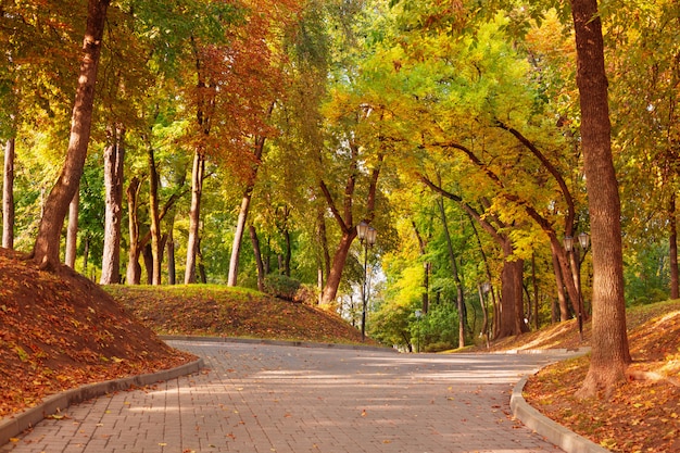 Premium Photo Beautiful Autumn Park In Sunlight