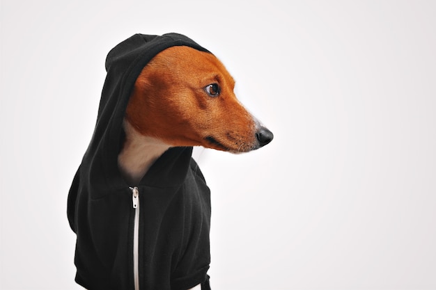 dog in hoodie