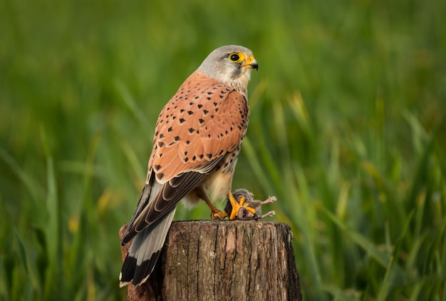 Premium Photo | Beautiful bird of prey on a trunk