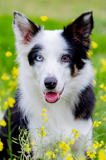美しい黒と白のボーダーコリー犬 プレミアム写真