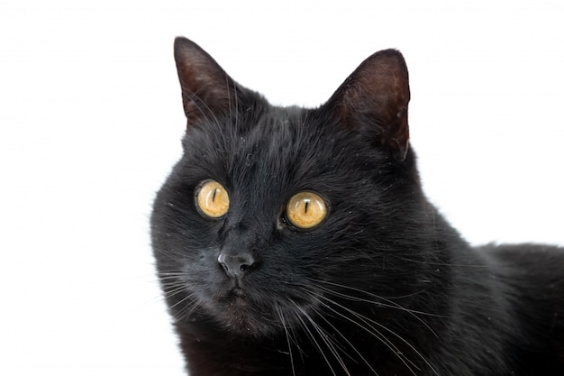 Premium Photo | A beautiful black cat poses on a white isolated