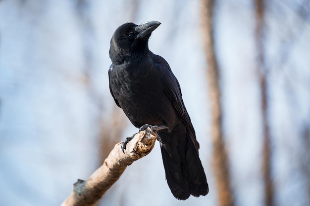 Premium Photo Beautiful Black Crow Sitting On The Branch