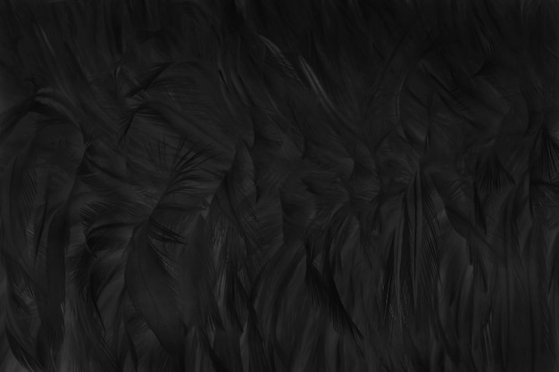 Beautiful black feather texture | Premium Photo
