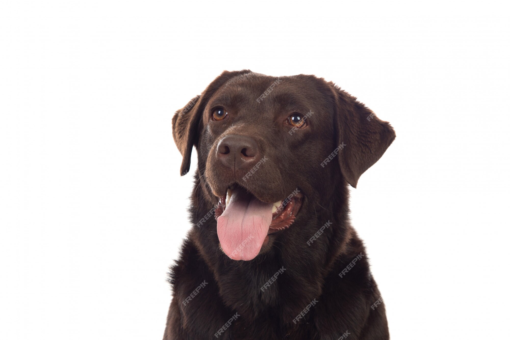 Premium Photo Beautiful black golden retriever dog