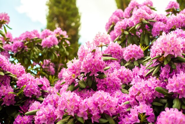 美しい咲くピンクのツツジ シャクナゲ属の開花低木 ピンク 夏の花の背景 園芸 プレミアム写真