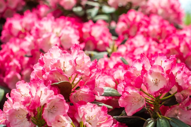 美しい咲くピンクの茂み 開花低木 ピンク 夏の花の背景 園芸 晴れた日 プレミアム写真