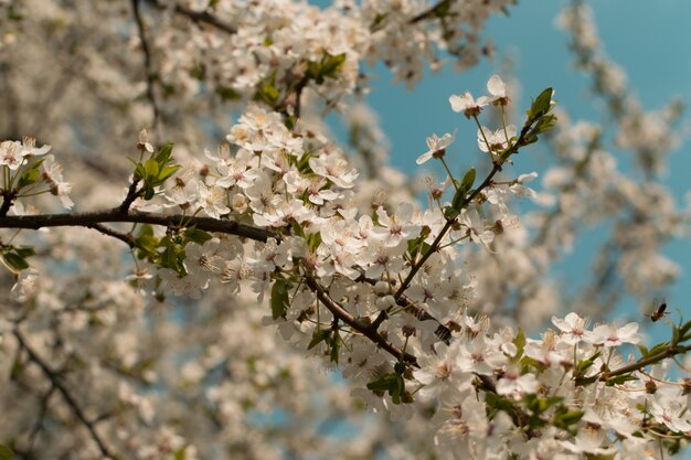 Premium Photo | Beautiful blossom cherry tree flowers and buds