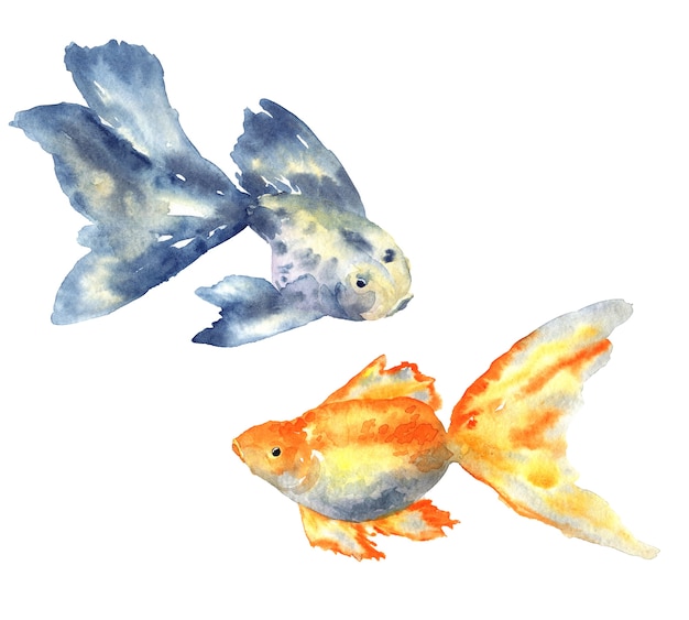 大きなヒレと金魚の美しい青い魚 手描きの水彩イラスト 孤立 プレミアム写真