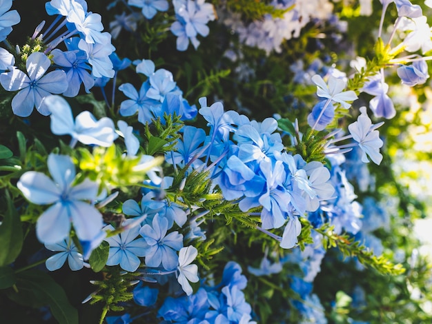 Premium Photo | Beautiful blue flowers on the background the blue sky