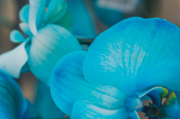 Free Photo | Beautiful blue fresh flowers