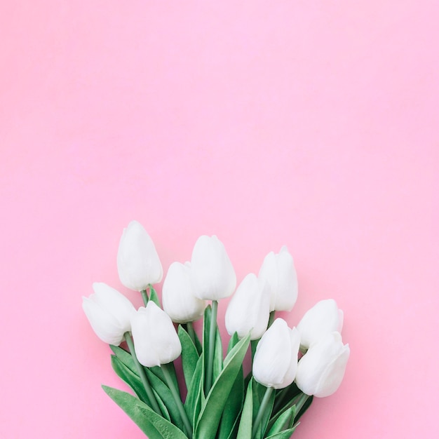 無料の写真 上にコピースペースを持つピンクの背景に白いチューリップの美しい花束