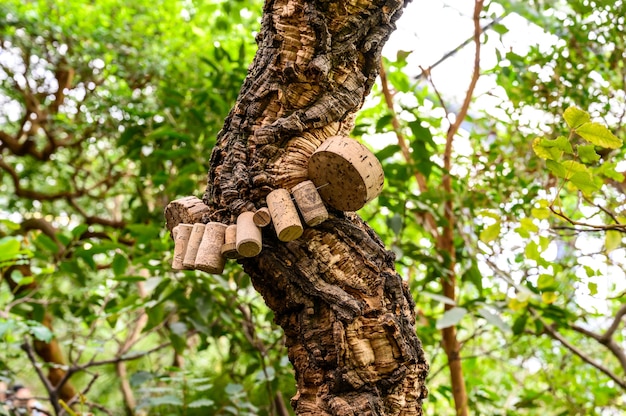 Premium Photo | Beautiful branchy tree. corkwood. curly tree in the ...