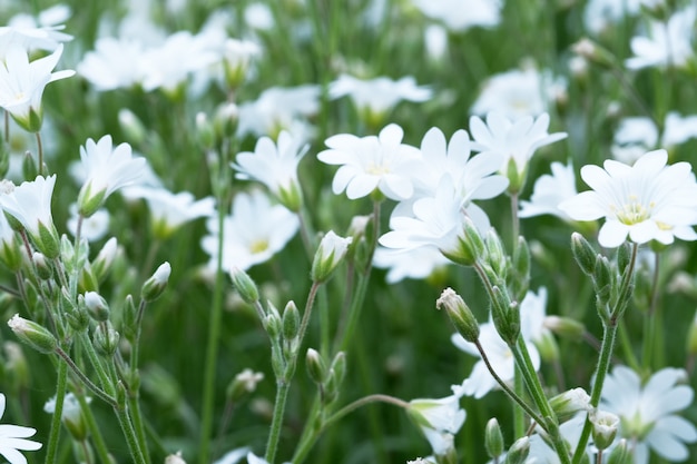 Premium Photo | Beautiful bright small spring flowers