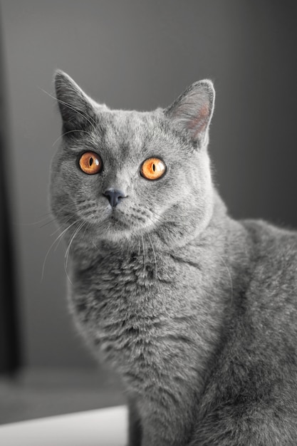 large gray cat