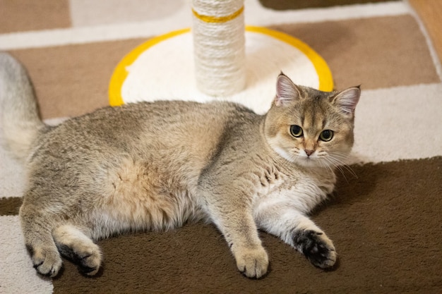 Premium Photo | Beautiful british shorthair golden chinchilla ny25