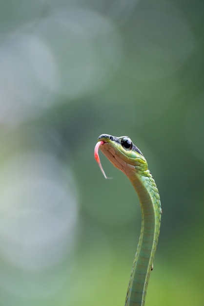 Premium Photo | Beautiful bronzeback tree snake dendrelaphis formosus ...